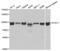 Signal Transducer And Activator Of Transcription 1 antibody, abx000529, Abbexa, Western Blot image 