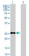 Short stature homeobox protein antibody, H00006473-B01P, Novus Biologicals, Western Blot image 