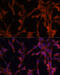 Ubiquitin-conjugating enzyme E2 G2 antibody, 13-633, ProSci, Immunofluorescence image 