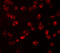 Nucleoporin 107 antibody, 4701, ProSci, Immunofluorescence image 