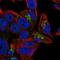 PAP-I antibody, HPA055277, Atlas Antibodies, Immunofluorescence image 
