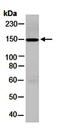 ATP Binding Cassette Subfamily G Member 1 antibody, orb67027, Biorbyt, Western Blot image 
