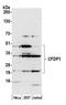 Craniofacial Development Protein 1 antibody, NBP2-59089, Novus Biologicals, Western Blot image 
