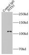 Integrator Complex Subunit 3 antibody, FNab04361, FineTest, Immunoprecipitation image 