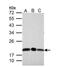 DCMP Deaminase antibody, NBP2-16149, Novus Biologicals, Western Blot image 