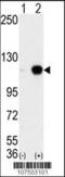 Lysine Demethylase 1A antibody, TA324484, Origene, Western Blot image 
