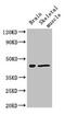 Family With Sequence Similarity 43 Member A antibody, CSB-PA854028LA01HU, Cusabio, Western Blot image 