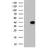 DUSP4 antibody, NBP2-46479, Novus Biologicals, Western Blot image 