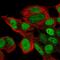 Homeobox protein SIX6 antibody, HPA001403, Atlas Antibodies, Immunofluorescence image 