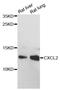 C-X-C Motif Chemokine Ligand 2 antibody, LS-C747730, Lifespan Biosciences, Western Blot image 