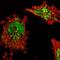 D-beta-hydroxybutyrate dehydrogenase, mitochondrial antibody, HPA030947, Atlas Antibodies, Immunocytochemistry image 