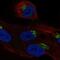 Leucine Rich Repeat Containing 43 antibody, NBP2-55428, Novus Biologicals, Immunofluorescence image 