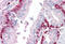 LRR Binding FLII Interacting Protein 1 antibody, MBS244514, MyBioSource, Immunohistochemistry frozen image 