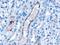 Vacuolar Protein Sorting 25 Homolog antibody, NB100-2468, Novus Biologicals, Immunohistochemistry paraffin image 