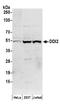 DNA Damage Inducible 1 Homolog 2 antibody, NBP2-36795, Novus Biologicals, Western Blot image 