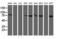 Ribophorin I antibody, LS-C173355, Lifespan Biosciences, Western Blot image 