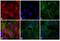 Rat IgG Isotype Control antibody, SA5-10021, Invitrogen Antibodies, Immunofluorescence image 