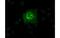 Solute Carrier Family 2 Member 6 antibody, MBS833101, MyBioSource, Immunofluorescence image 