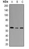 STEAP2 Metalloreductase antibody, orb382467, Biorbyt, Western Blot image 