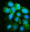 Tyrosyl-TRNA Synthetase antibody, A08583-2, Boster Biological Technology, Immunofluorescence image 