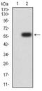 14-3-3 beta antibody, NBP2-61780, Novus Biologicals, Western Blot image 
