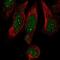 Mediator Complex Subunit 19 antibody, NBP1-81320, Novus Biologicals, Immunocytochemistry image 