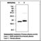Retinol Binding Protein 4 antibody, LS-C62016, Lifespan Biosciences, Western Blot image 
