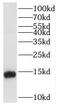 DNA-directed RNA polymerases I, II, and III subunit RPABC2 antibody, FNab06623, FineTest, Western Blot image 