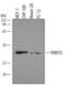 FKBP Prolyl Isomerase 3 antibody, AF3955, R&D Systems, Western Blot image 