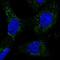 NADH:Ubiquinone Oxidoreductase Subunit A13 antibody, NBP1-90050, Novus Biologicals, Immunofluorescence image 