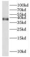 PDZ Binding Kinase antibody, FNab06180, FineTest, Western Blot image 