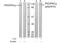 Protein Kinase D1 antibody, AP02657PU-S, Origene, Western Blot image 