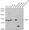 Amyloid beta A4 precursor protein-binding family B member 1 antibody, 18-403, ProSci, Western Blot image 