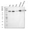 OS9 Endoplasmic Reticulum Lectin antibody, A04158-1, Boster Biological Technology, Western Blot image 