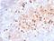 Pig IgM antibody, orb388283, Biorbyt, Immunohistochemistry paraffin image 
