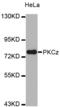 Protein Kinase C Zeta antibody, TA332858, Origene, Western Blot image 