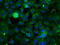 Sorting nexin-9 antibody, M03796-1, Boster Biological Technology, Immunofluorescence image 