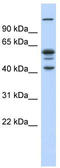 GA Binding Protein Transcription Factor Subunit Beta 1 antibody, TA330091, Origene, Western Blot image 
