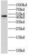 Dual specificity mitogen-activated protein kinase kinase 2 antibody, FNab10241, FineTest, Western Blot image 