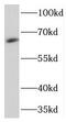 Negative elongation factor C/D antibody, FNab08656, FineTest, Western Blot image 