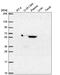 Metal Response Element Binding Transcription Factor 2 antibody, PA5-67032, Invitrogen Antibodies, Western Blot image 