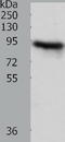 Aconitase antibody, TA321275, Origene, Western Blot image 