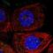 NELL2 antibody, PA5-57373, Invitrogen Antibodies, Immunofluorescence image 