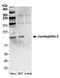 Junctophilin 2 antibody, A304-455A, Bethyl Labs, Western Blot image 