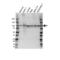 Proto-oncogene vav antibody, VMA00494, Bio-Rad (formerly AbD Serotec) , Western Blot image 