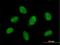 F-Box Protein 28 antibody, H00023219-B01P, Novus Biologicals, Immunocytochemistry image 