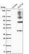 Solute Carrier Family 7 Member 7 antibody, NBP1-82826, Novus Biologicals, Western Blot image 