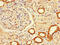 Leucine Zipper Protein 2 antibody, CSB-PA013236LA01HU, Cusabio, Immunohistochemistry paraffin image 