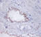 Defender Against Cell Death 1 antibody, A51601-100, Epigentek, Immunohistochemistry paraffin image 