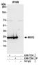 MIS12 Kinetochore Complex Component antibody, A300-775A, Bethyl Labs, Immunoprecipitation image 